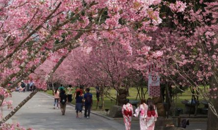 【夢占い】桜の夢解釈27選