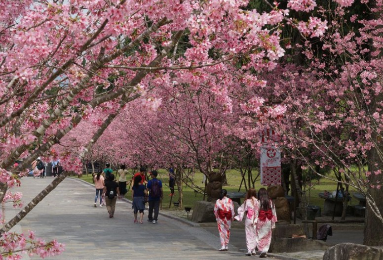 【夢占い】桜の夢解釈27選