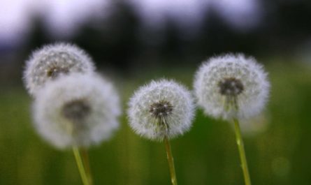 【夢占い】タンポポの夢解釈22選