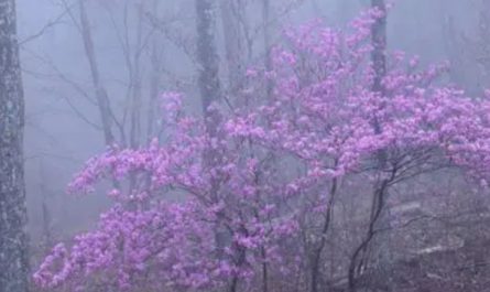 【夢占い】霧の花の夢解釈20選