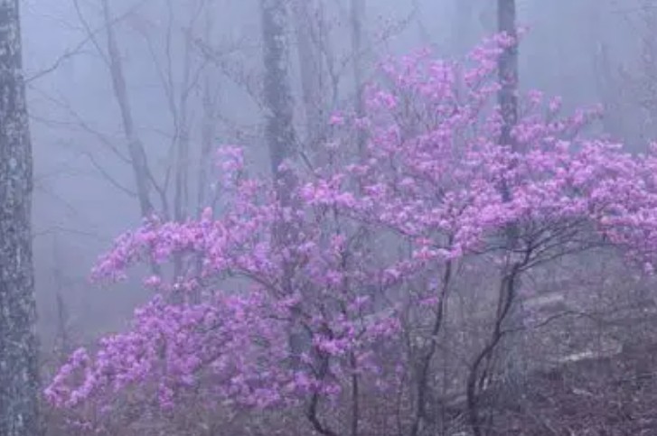 【夢占い】霧の花の夢解釈20選