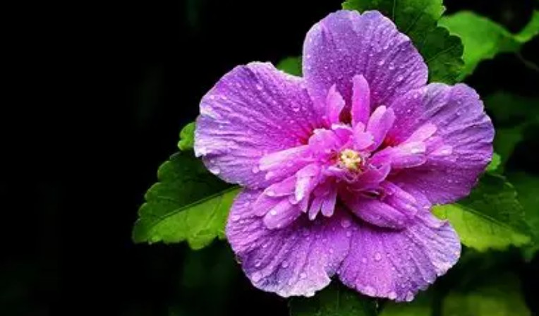 【夢占い】ハイビスカスの花に関する21の夢解釈