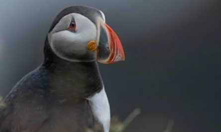 【夢占い】鳥の夢の8つの解釈