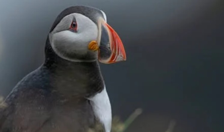 【夢占い】鳥の夢の8つの解釈