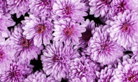 【夢占い】コスモスの花の夢の8つの解釈