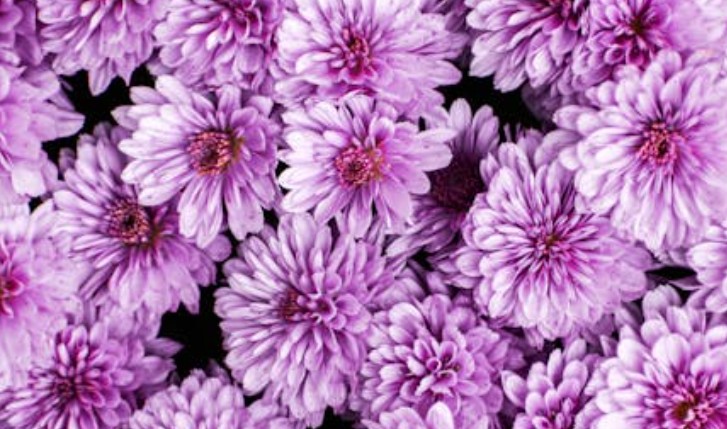 【夢占い】コスモスの花の夢の8つの解釈
