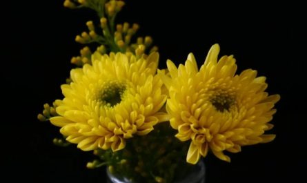 【夢占い】菊の夢の9つの解釈