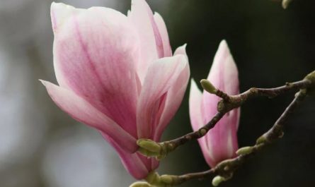 【夢占い】マグノリアの花の夢の9つの解釈