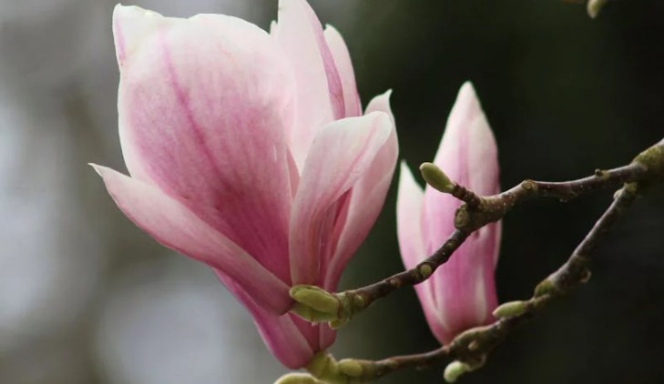 【夢占い】マグノリアの花の夢の9つの解釈