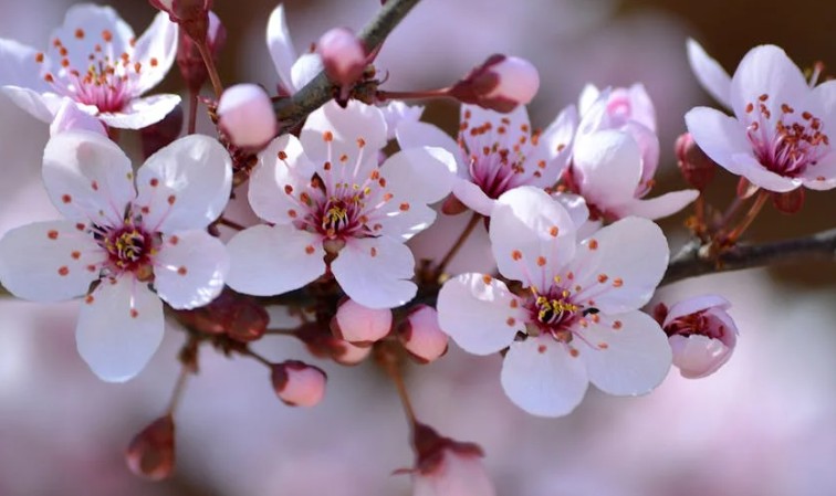 【夢占い】梅の花の夢の9つの解釈