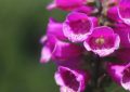 【夢占い】花が咲く夢の9つの解釈