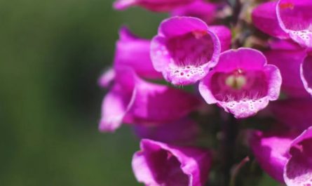 【夢占い】花が咲く夢の9つの解釈
