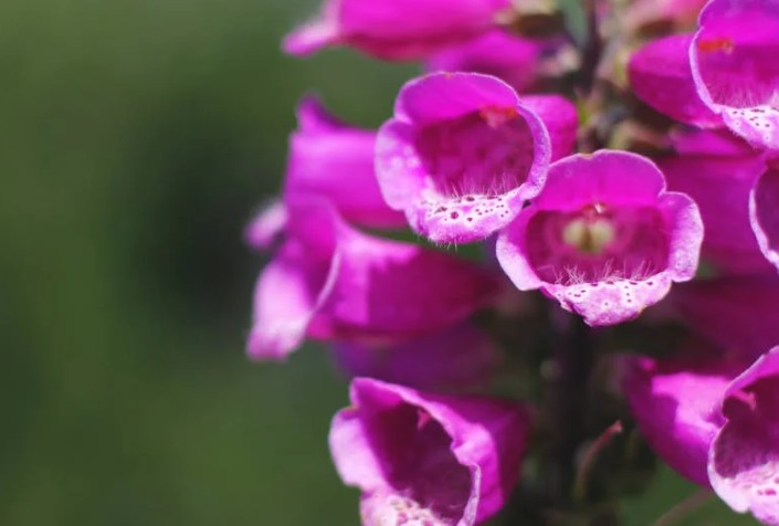 【夢占い】花が咲く夢の9つの解釈