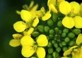 【夢占い】菜の花の夢の17の解釈