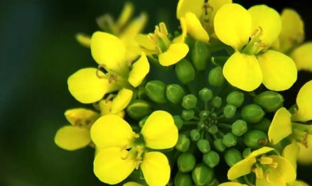 【夢占い】菜の花の夢の17の解釈