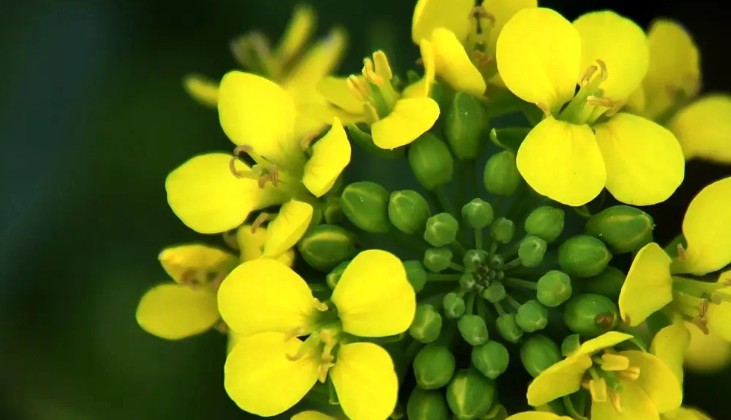 【夢占い】菜の花の夢の17の解釈