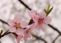 【夢占い】桃の花の夢の9つの解釈