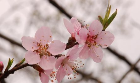 【夢占い】桃の花の夢の9つの解釈