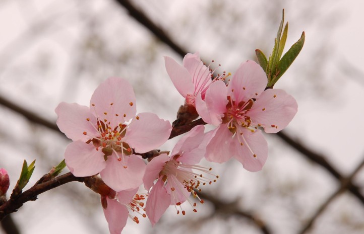 【夢占い】桃の花の夢の9つの解釈
