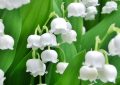 【夢占い】スズランの夢の17の解釈