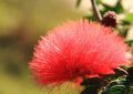 【夢占い】アカシアの花の夢の8つの解釈