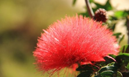【夢占い】アカシアの花の夢の8つの解釈