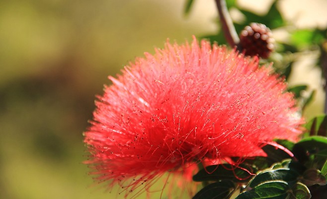 【夢占い】アカシアの花の夢の8つの解釈