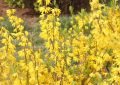 【夢占い】レンギョウの花の夢の14の解釈