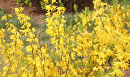 【夢占い】レンギョウの花の夢の14の解釈