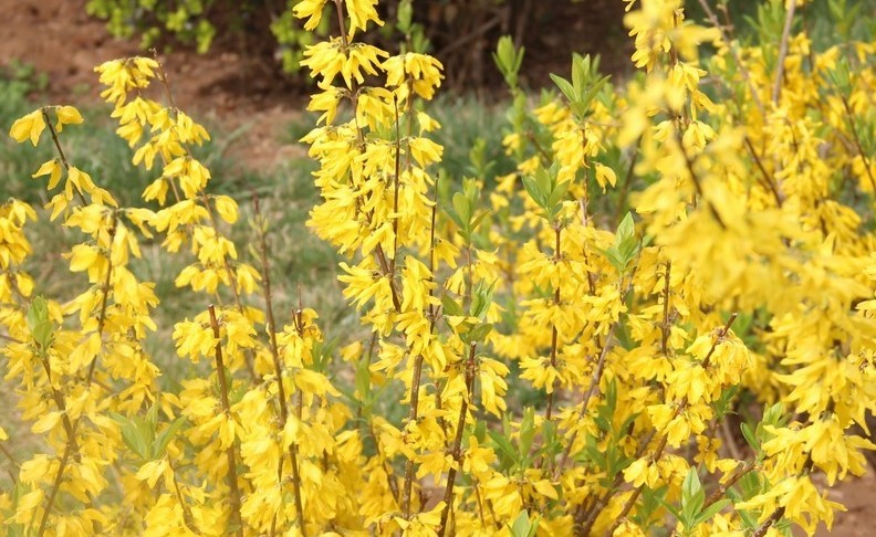 【夢占い】レンギョウの花の夢の14の解釈