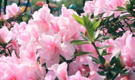 【夢占い】ツツジの夢の14の解釈