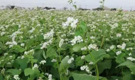 【夢占い】そばの花の夢の9つの解釈