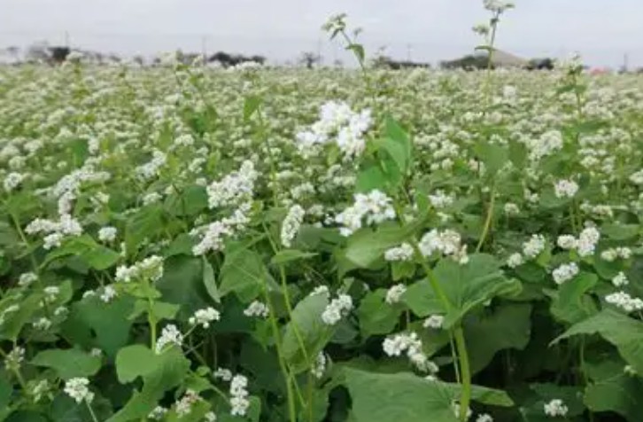 【夢占い】そばの花の夢の9つの解釈