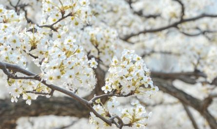 【夢占い】梨の花の夢の9つの解釈