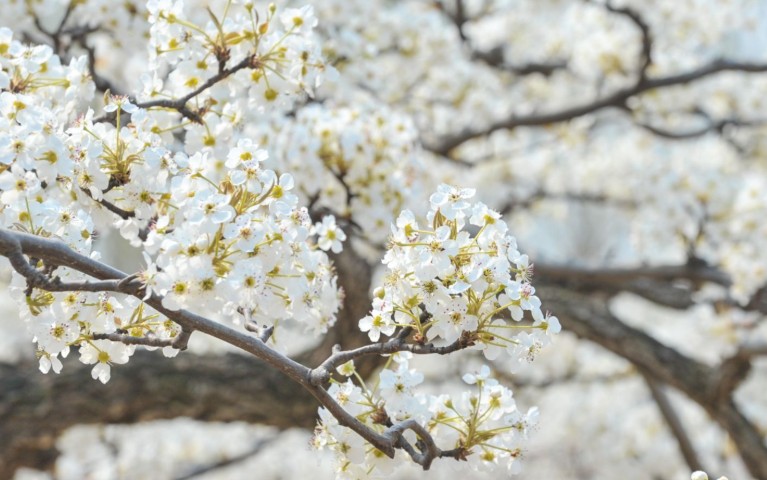 【夢占い】梨の花の夢の9つの解釈