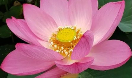 【夢占い】蓮の花の夢の19の解釈