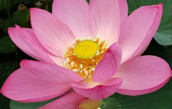 【夢占い】蓮の花の夢の19の解釈