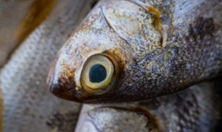 【夢占い】マグロを食べる夢の9つの解釈