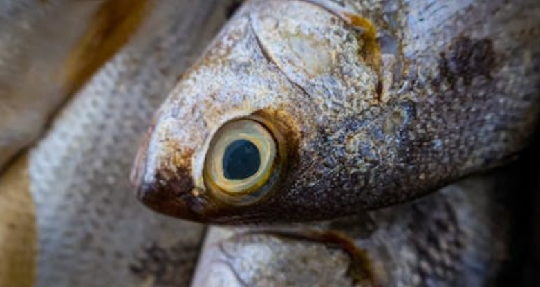 【夢占い】マグロを食べる夢の9つの解釈