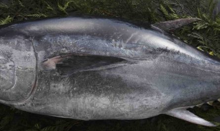 【夢占い】マグロの夢の17の解釈