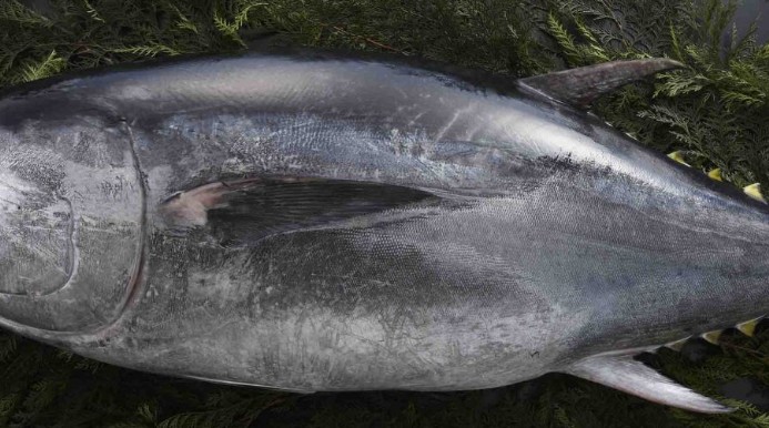 【夢占い】マグロの夢の17の解釈