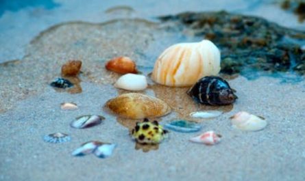 【夢占い】貝殻になる夢の9つの解釈
