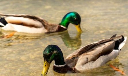 【夢占い】マガモの夢が持つ16の意味